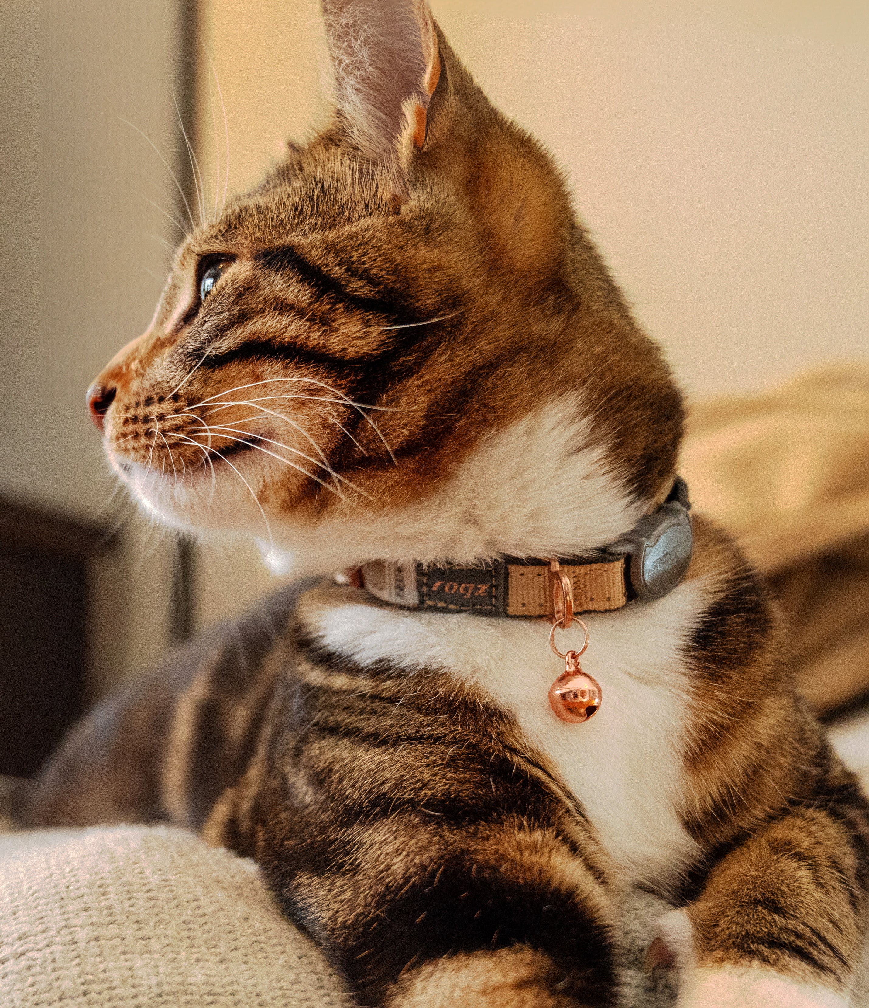 Rogz Urban Cat Safety Collar