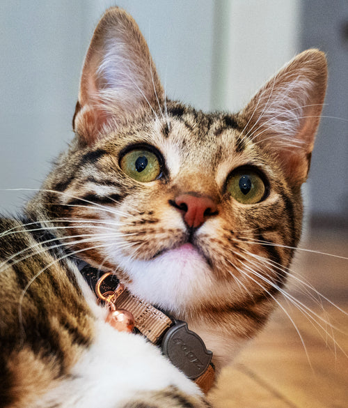 Rogz Urban Cat Safety Collar