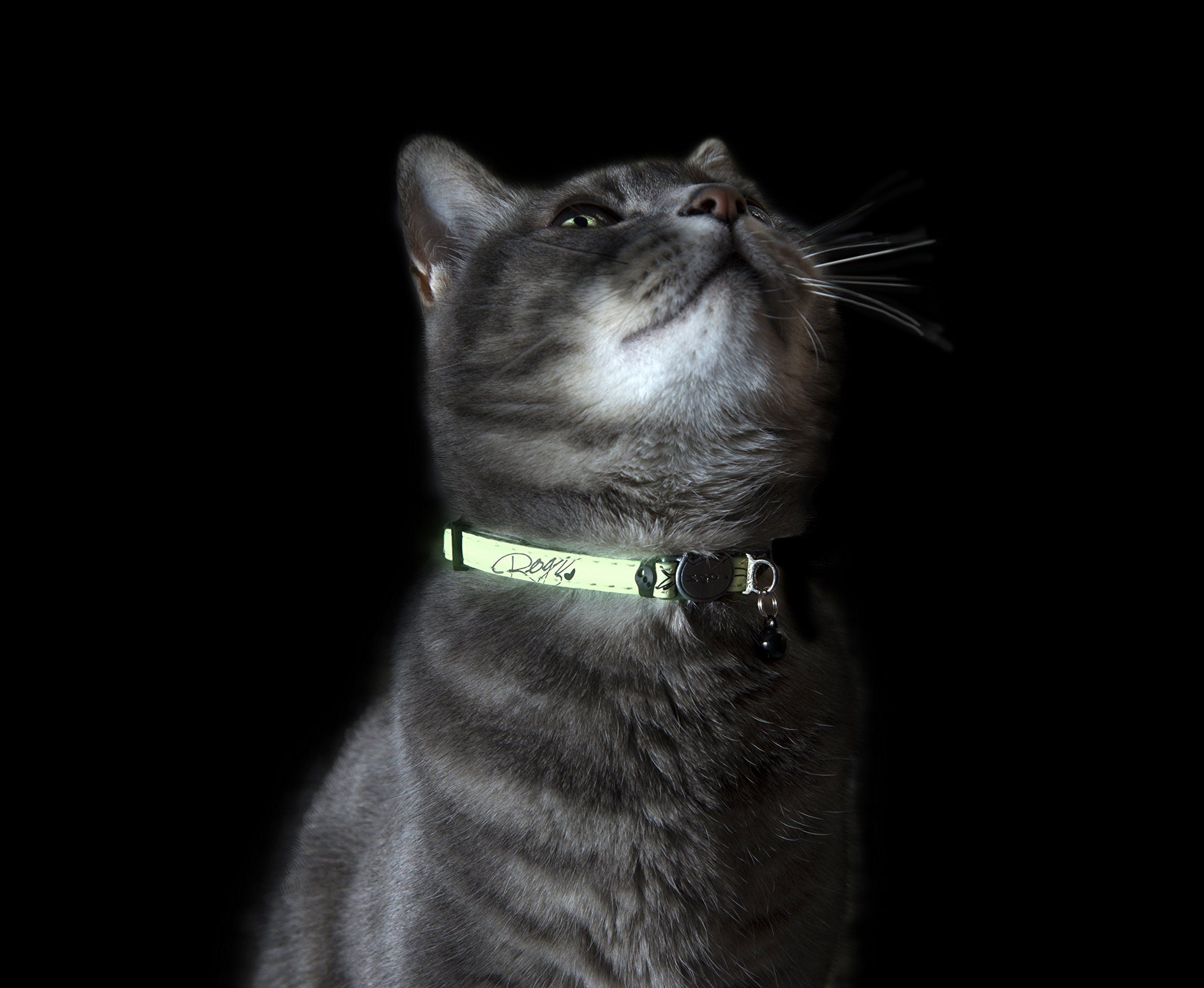 Rogz Glow In the Dark Cat Safety Collar